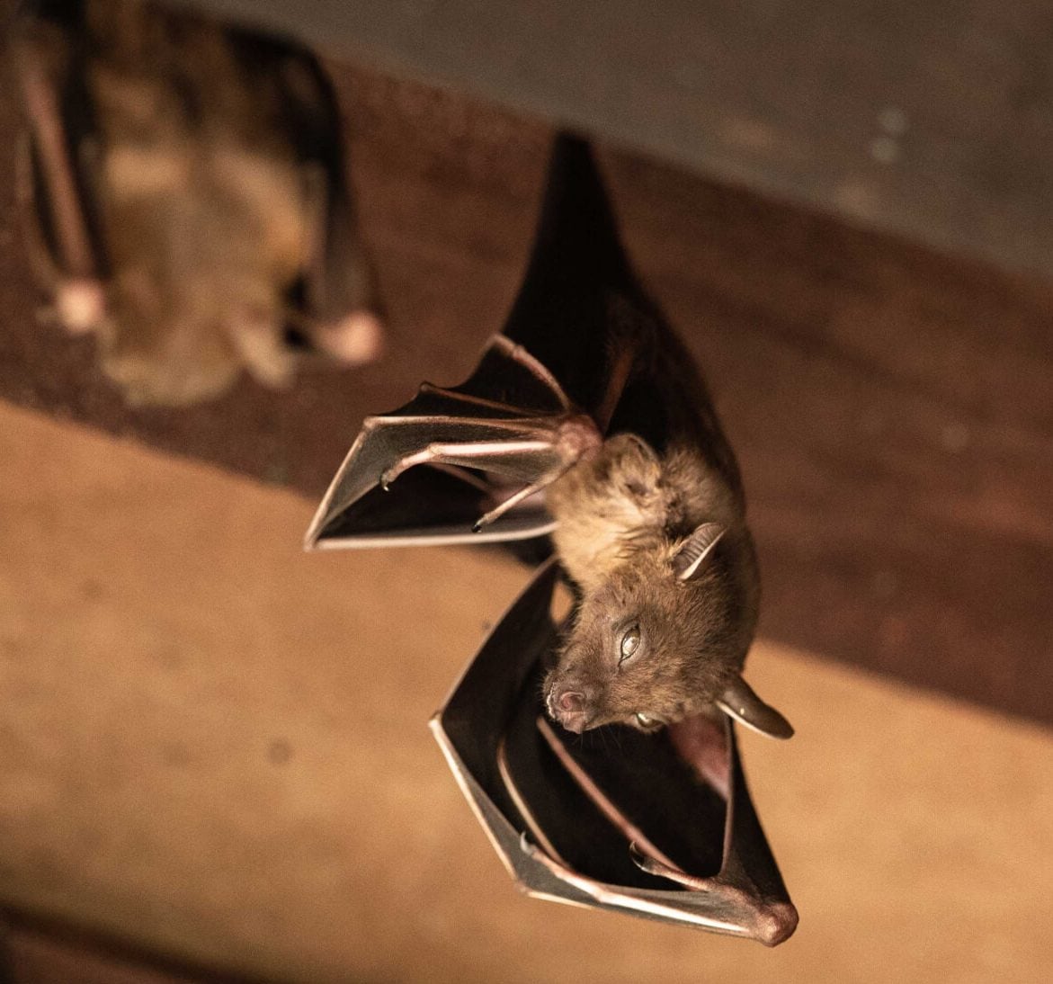 Wildlife-Bats in Norwalk