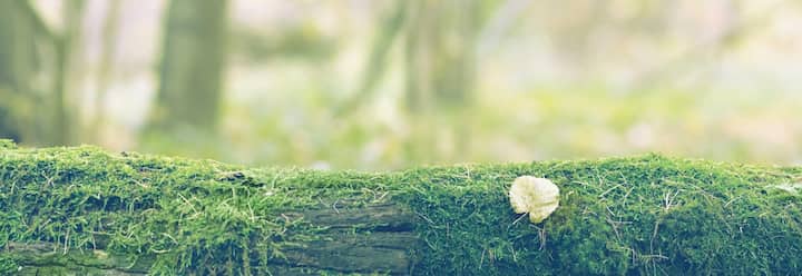 Norwalk, CT Wildlife Control Squirrel Removal